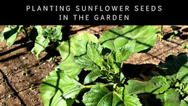 Planting Sunflower Seeds in the Garden