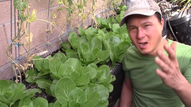 How My Garden Saved Me from COVID-19 Coronavirus Disease Pandemic