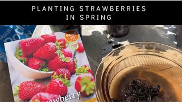 Planting Strawberries in Spring