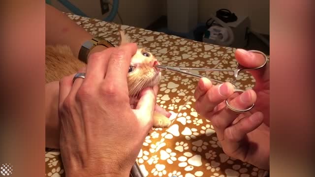 Gigantic pulsating parasite extracted from 8-week-old kitten.