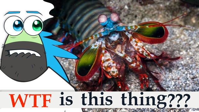 Mantis Shrimp Facts EPIC Sea Creature