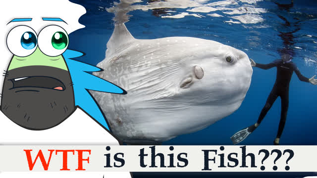 Facts about the Sunfish