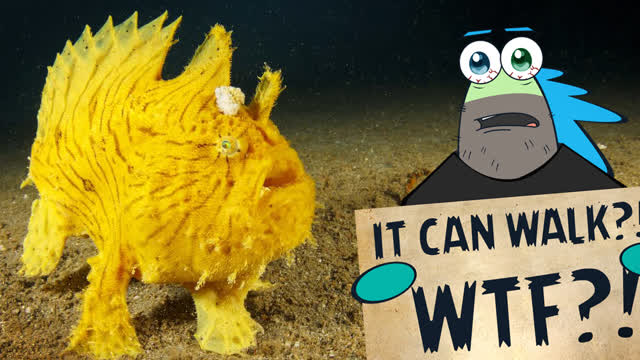 Frogfish Walks and THIS HAPPENED...