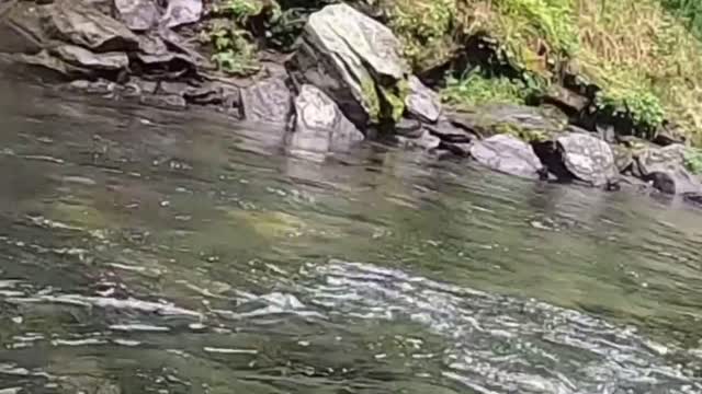 How To Fish The Trinity River! Alligator Gar Fishing In Texas!
