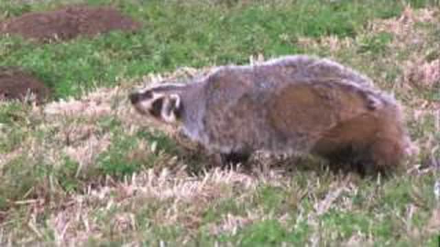 BADGER VS. HUMAN (CRAZY)