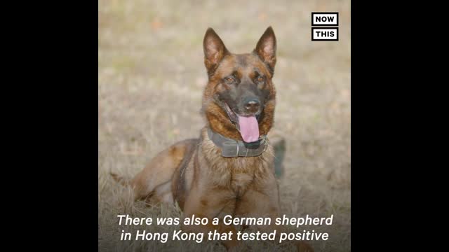 Pets and COVID-19: Everything You Need To Know | NowThis