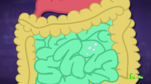 Why Does Your Stomach Make Noises?