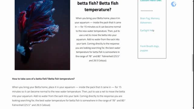 Betta Fish Things You need to Know about tanks and keeping Betta Fish