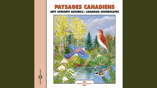 Les carouges à épaulette et le merle d'Amérique (Redwinged Blackbird and American Robin)