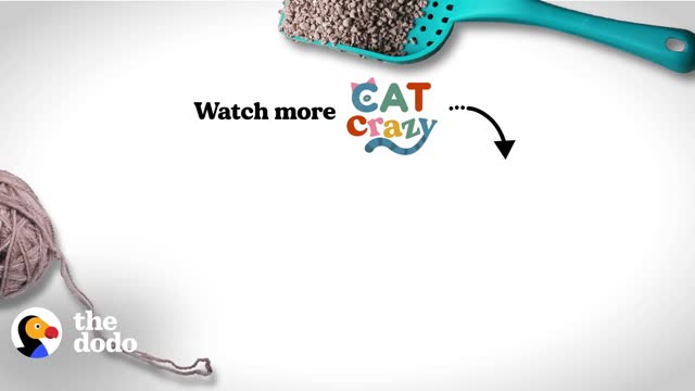 Kitten Hunts His Mom Every Single Day | The Dodo Cat Crazy