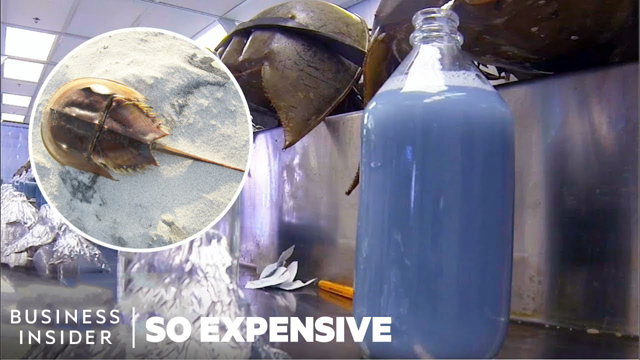 Why Horseshoe Crab Blood Is So Expensive | So Expensive