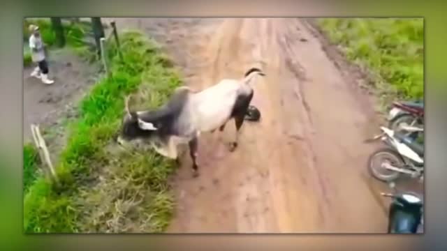 35 Times Animals Messed With The Wrong Opponent !