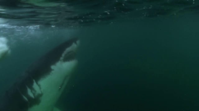 Great White Shark, Ventura California