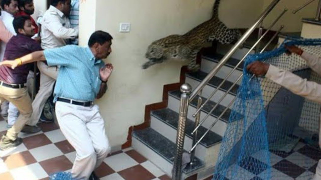 15 Scariest Animal Encounters You Need To See