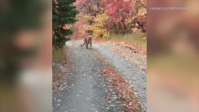 Viral video shows cougar stalking Utah hiker in terrifying 6-minute encounter - FULL VIDEO | ABC7