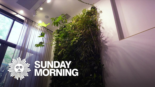 Plant walls: Interior décor that's alive