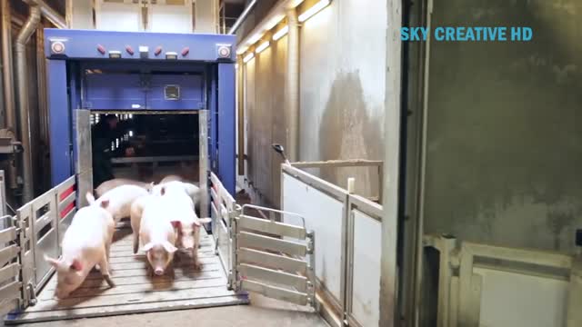 Incredible modern pork processing factory technology & other amazing farming poultry production