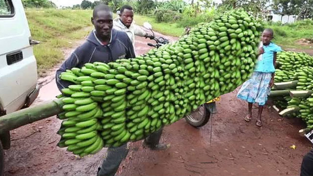 Amazing Modern Agriculture Banana Harvesting Processing - How To Banana Processing Work Machines