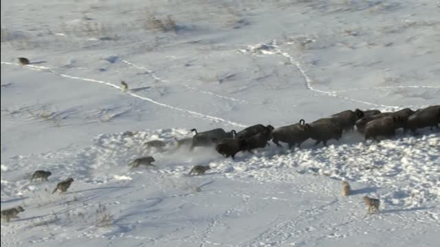 Pack Of Wolves Hunt a Bison | Frozen Planet | BBC Earth