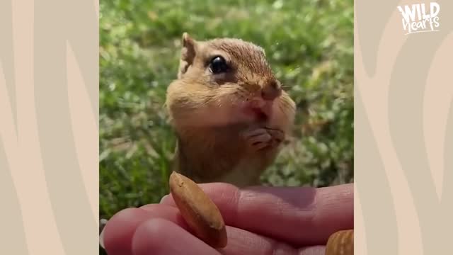 Chipmunk Gets So Jealous When His Favorite Girl Talks To Other Chipmunks | The Dodo Wild Hearts