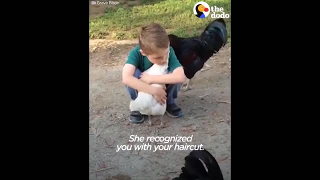Chicken Hugs Boy After Recognizing Him with New Haircut | The Dodo