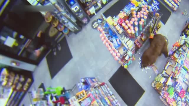500-POUND Bear REPEATEDLY Steals Candy from Gas Station | Customer Wars | A&E