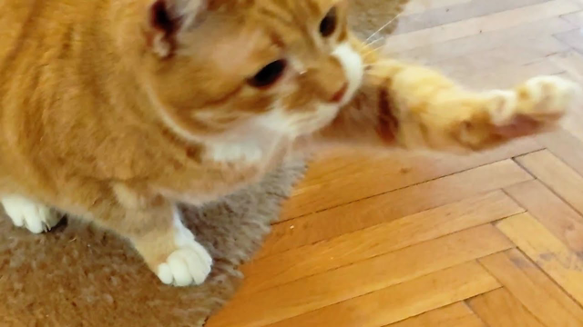 These Cats Will Cheer up Your Day And Make it Better