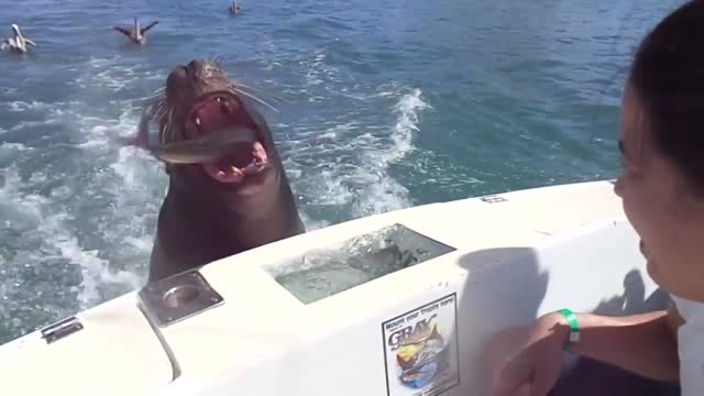 Feeding the sea lions!
