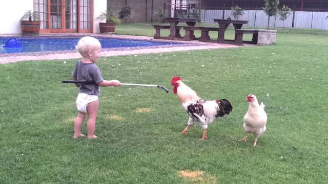 Don't mess with Hendrik the rooster!