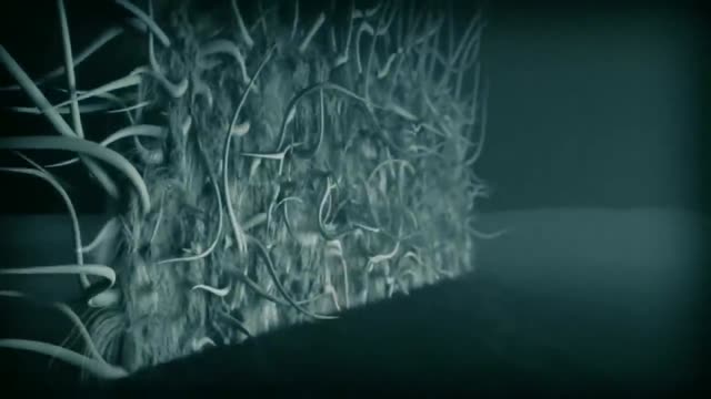 Sydney Funnel Web Vs Wolf Spider | MONSTER BUG WARS