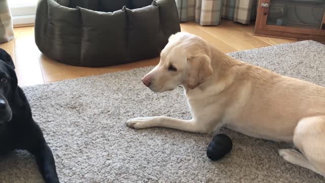 Game of Bones, dog parody