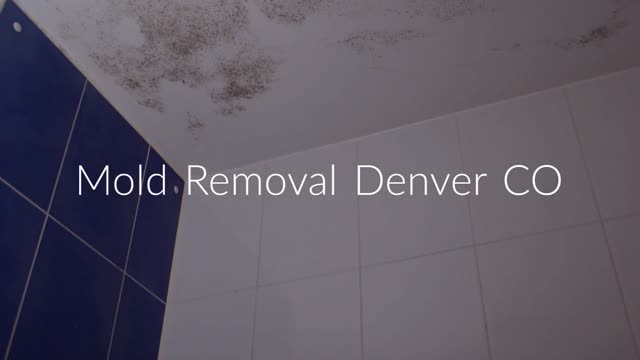 best-mold-removal-in-denver-co
