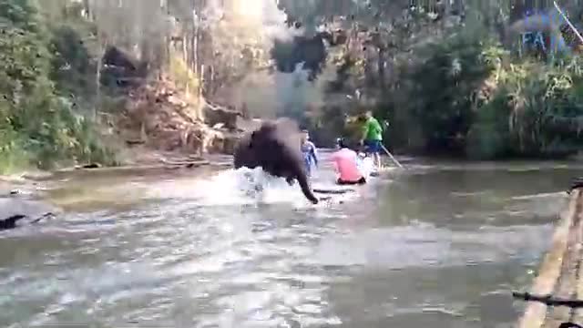 When Animals Go Crazy  Funny Animal Fails 2024