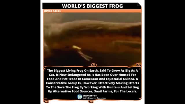 World's Biggest Frog_ Battling Extinction In Cameroon And Equatorial Guinea