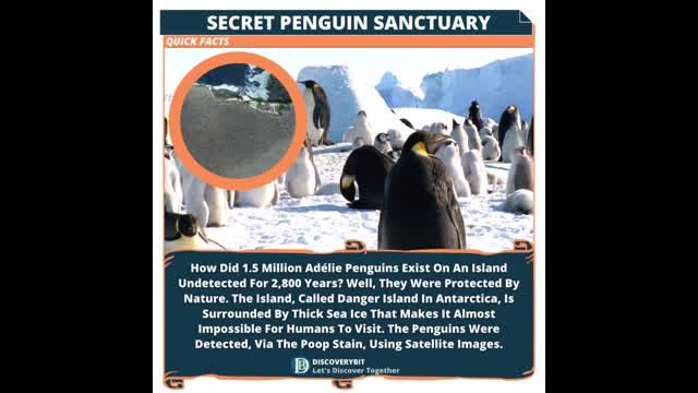 Penguins The Mystery Of Danger Island