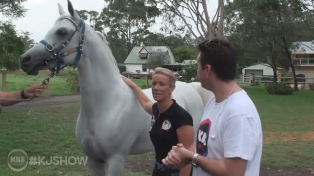 Horse Semen Extraction