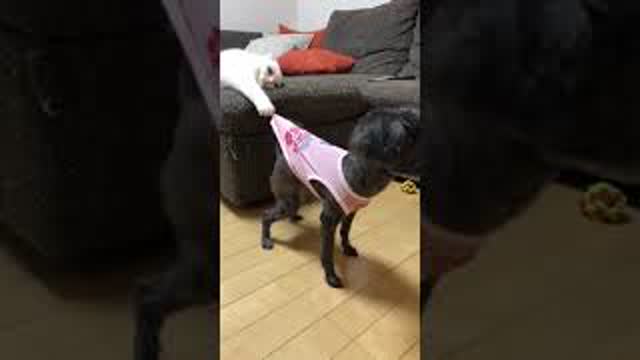 Cat Pulls Dog By the Shirt - 1007088