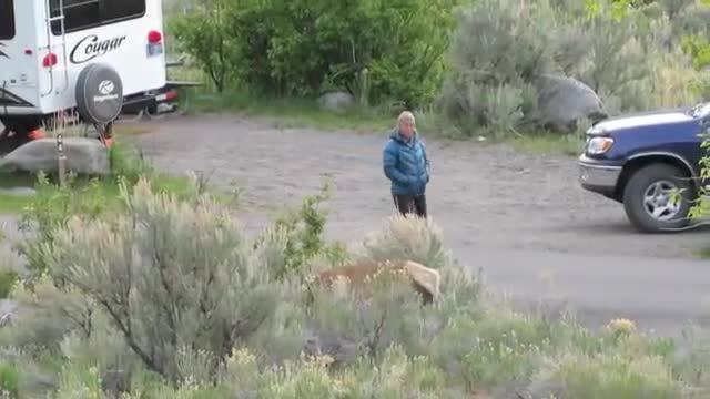 Elk charging a slow tourist in Yellowstone