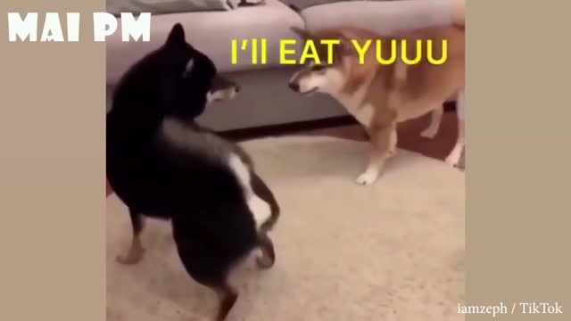 You will have TEARS IN YOUR EYES FROM LAUGHING 🤣🤣🤣  The FUNNIEST DOGS compilation 2020