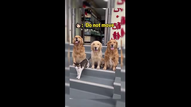 Dog brings cat from inside to have family photo | cat and dog| viral | cute |