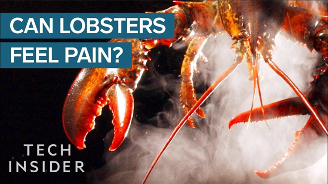 Why Do We Boil Lobsters Alive?