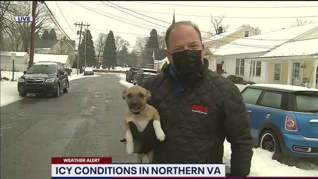 Adorable puppy crashes reporter's weather report on live TV! | FOX 5 DC