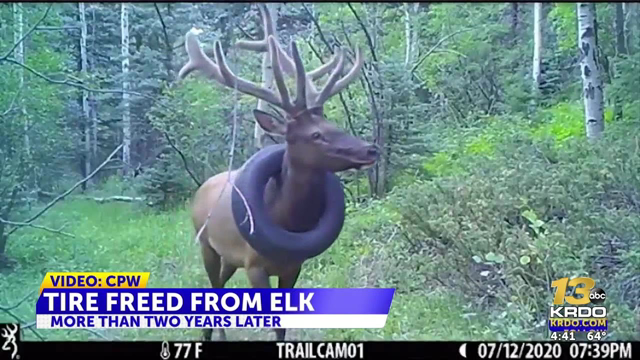 Colorado bull elk with tire around its neck for years finally gets relief