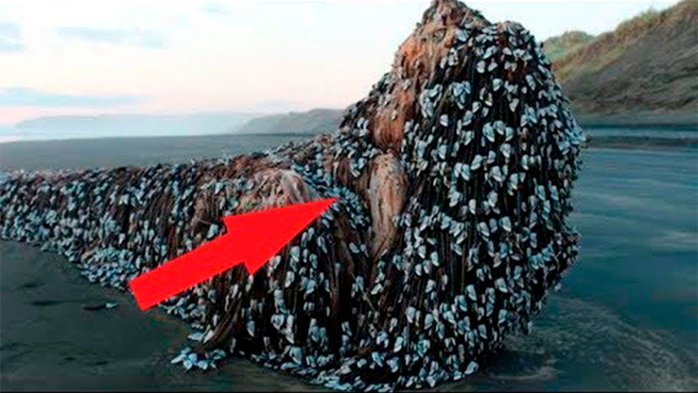 This monster crawled out of the sea in the middle of the day!