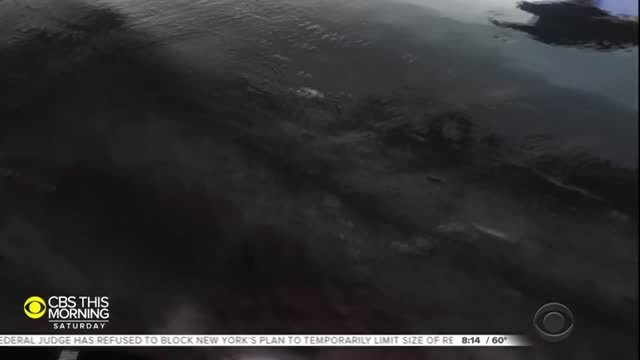 Massive, 50-year-old great white shark nicknamed "Queen of the Ocean"